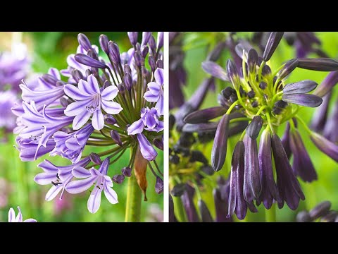 how to replant agapanthus