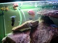 Agora o aquario completo. 