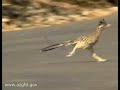 Roadrunners