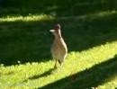 Roadrunners