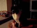 Dog Trembling From Thunderstorm Dog Trembling From Thunderstorm