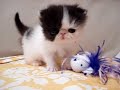 エキゾチック子猫