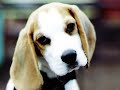 Beagles -- When We Were Small Beagles -- When We Were Small