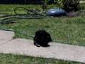 videos de Yorkiepoos and Pitbull Funtimes3