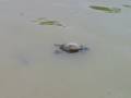 videos de FUN - Freezed Tortoise