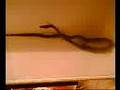 http://www.reptilemania.net