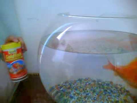 how to care goldfish in a bowl