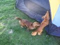 In Tents - Daschunds
