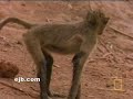 Macaco x Crocodilo