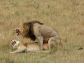 Lion sex - As quick as a king Lion sex - As quick as a king