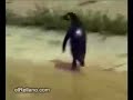 pingüino loco pingüino loco