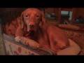 videos de Vizsla  Raymond who's YOU