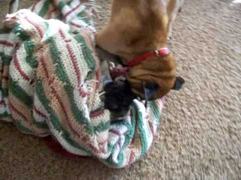 Laugh your butt off! Funny pug!