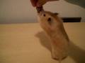 Re: Hungry Hungry Hamster