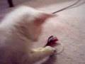 Baby-Snow-Leopard-Bengal-playing