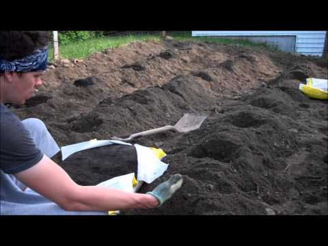 how to grow a pumpkin patch