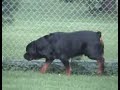 Rottweilers In Yard