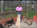 Dog Training - Dog Barks Too Much