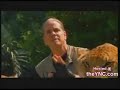 Liger  shows tigers and lions are the same kind of animal