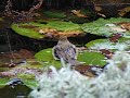 robin bathing at Heligan gardens