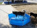 Who let the dogs out... and cats too!!!