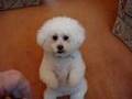 Bichon Frise video