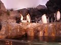 King penguins! King penguins!