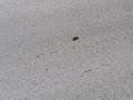 Tarantula (spider) walking through a road between Majahual and Los Limones Tarantula (spider) walking through a road between Majahual and Los Limones