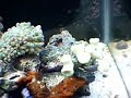 10 Gallon Nano-Reef Aquarium 10 Gallon Nano-Reef Aquarium