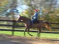 Diamond W Afire, under saddle Diamond W Afire, under saddle