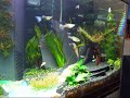 O meu primeiro Aquario, tentativa de plantado. Plantas Introduzidas há dois dias. 