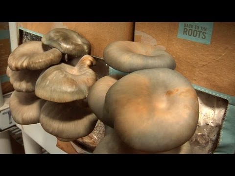 how to grow portobello mushrooms
