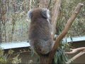Healesville Sanctuary - Melbourne 2008