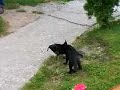 Baby Katze spielt mit Hund