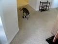 Ebi Bengal F1 Playing (1 year & 2 months old)