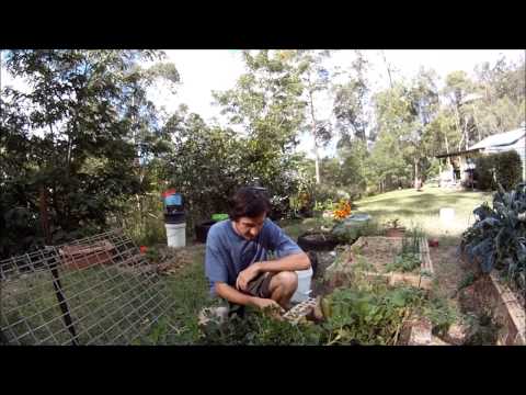 how to harvest peanuts