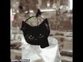 gato do Gabriel o Pensador