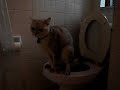 Buster the cat on the toilet with the Litter Kwitter