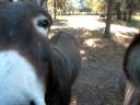 Curious burros Curious burros