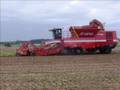 Potato Europe Tournai (kain)