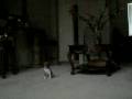 Bella Running Down the Stairs