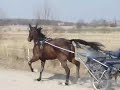 acclaim inf�r olympiatravet