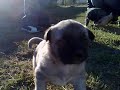 kangal dog k�pek super sivas