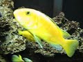 Luvbeags *NEW FISH* 90 gallon Lake Malawi mbuna Aug. 2008