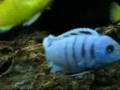 AFRICAN CICHLIDS! Luvbeags *NEW FISH* 90 gallon Lake Malawi mbuna Aug. 2008