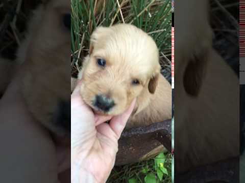 F1b Therapy Labradoodle