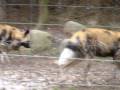 Wildhunde im Zoo Basel