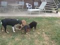 puppies at play puppies at play