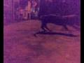 videos de Darwin