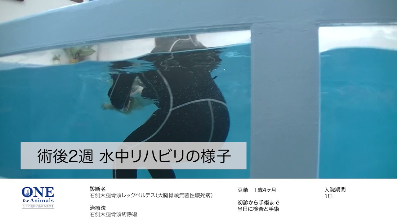右側大腿骨頭レッグペルテス（豆柴）の手術前後の歩行の経過（水中リハビリの様子）